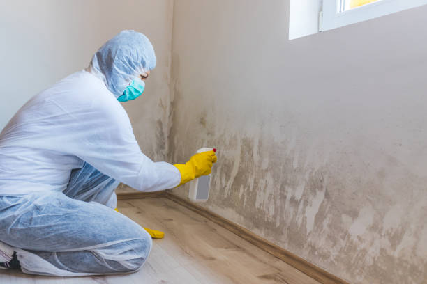 Licensed Black Mold Removal service in Lewistown, PA - WQB Mold Removal