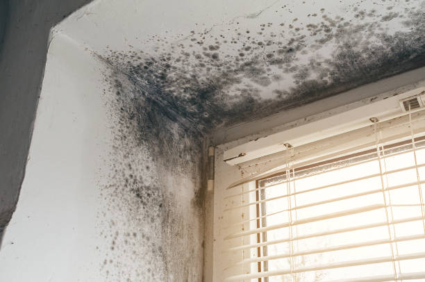 Affordable Black Mold Removal solutions in Lewistown, PA